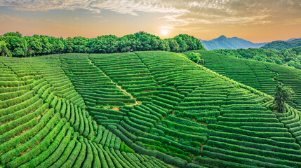 Green tea plantation scenery on the mountain