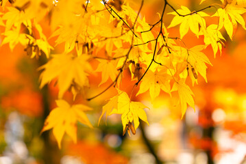 Close-up colorful nature calm autumn golden foliage on tree in autumnal fall park forest woods bright sunbeams sunlight breaks through leaves sunset or dawn nice sunny weather