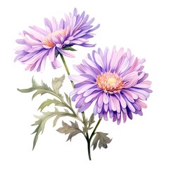 Obraz premium Vibrant Purple Aster Blossoms in Watercolor