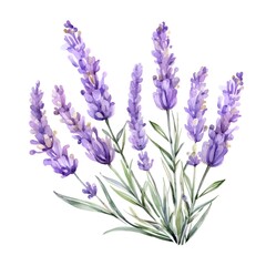 Obraz premium Vibrant Purple Lavender Blooms in Delicate Watercolor Painting