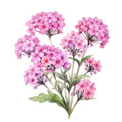 Vibrant Verbena Watercolor Floral