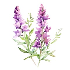 Obraz premium Vibrant Watercolor of Angelonia Flowers on White Background