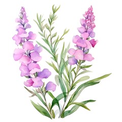 Vibrant Watercolor of Angelonia Flowers in Bloom