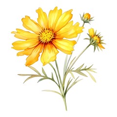 Vibrant Yellow Coreopsis Flower Watercolor on White Background