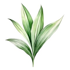 Watercolor of Lush Dracaena Leaf on Clean White Background