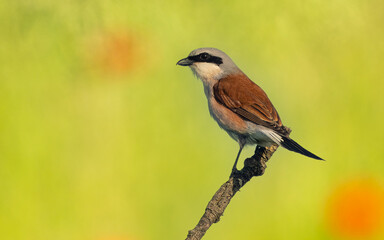 Neuntöter oder Rotrückenwürger (Lanius collurio)