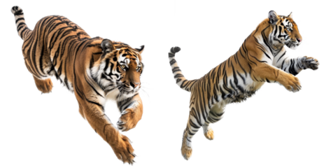 tiger isolated on a transparent background
