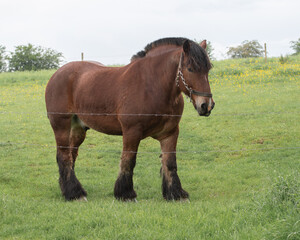 Brown draught horse, dray horse, draft horse of the Ardennes Belgium outside on meadow
