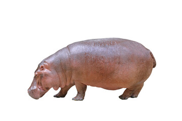 Hippopotamus isolated on transparent background png file