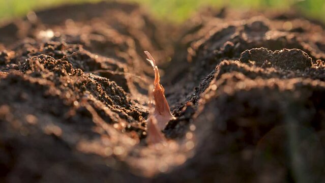 Close up old elderly farmer hands gently planting onions seeds into brown fertilized soil. Concept of natural organic bio farming in agriculture and spring gardening. Sowing season at sunrise light