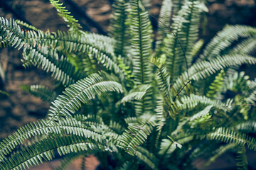 Green leaves of the nephrolepis fern in close-up. Natural green background of leaves in sunlight. A lush bush in the sunlight. With a place to copy. High quality photo