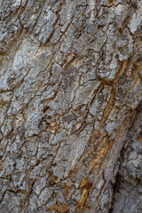 Texture of the bark of a tree trunk. Background, texture.