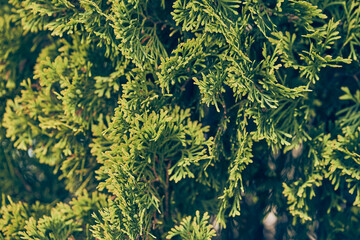 Green branches of thuja. Evergreen Chinese cypress, coniferous thuja. An ornamental plant in the...
