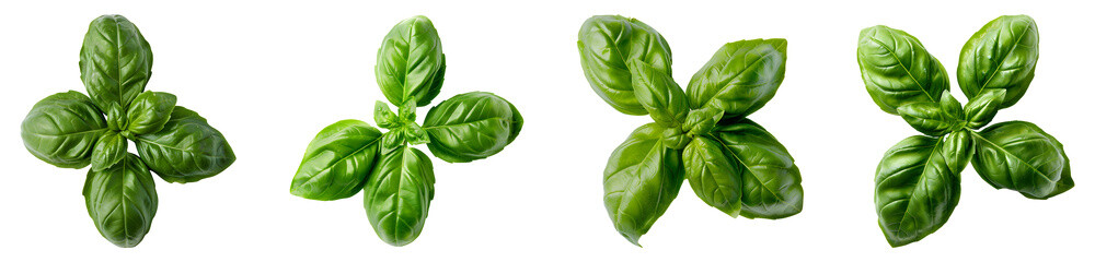 Fototapeta premium Basil leaves, isolated, top view, PNG set