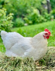 a chickens on the farm