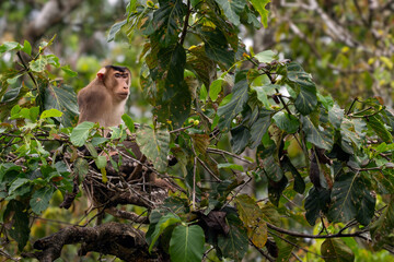 Southern Pig-tailed Macaque - Macaca nemestrina, large powerful macaque from Southeast Asia forests, Kinabatangan river, Borneo, Malaysia.