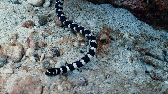 Black and white striped sea snake swimming or perched on sandy coral reef in tropical ocean