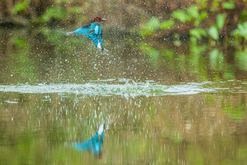 Kingfisher Diving for The Fish 