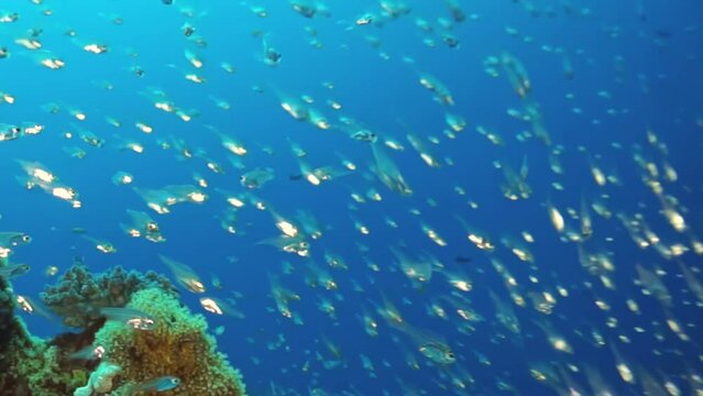 A school of fish swimming in the ocean. The fish are small and scattered throughout the water