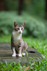 In the park, kittens sit on the ground