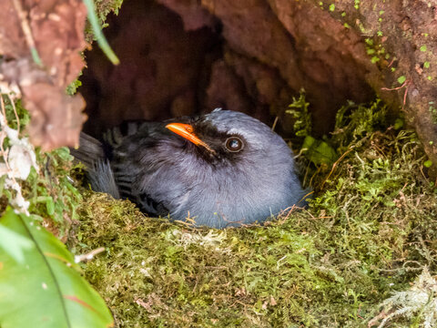 Black-faced Solitaire - Myadestes melanops in Costa Rica