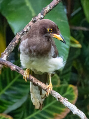 Brown Jay - Psilorhinus morio in Costa Rica