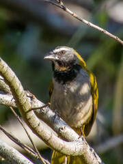 Buff-throated Saltator - Saltator maximus in Costa Rica