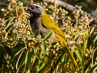 Buff-throated Saltator - Saltator maximus in Costa Rica