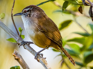 Cabanis's Wren - Cantorchilus modestus in Costa Rica