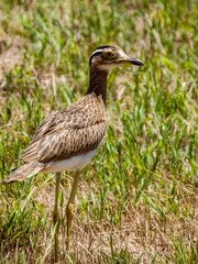 Naklejka premium Double-striped Thick-knee - Hesperoburhinus bistriatus in Costa Rica