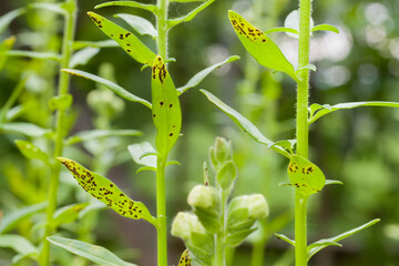 Antirrhinum rust. The most serious disease of snapdragons. It is a fungal disease that produces dark brown spore pustules on the undersides of the leaves.