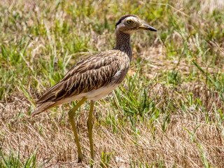 Double-striped Thick-knee - Hesperoburhinus bistriatus in Costa Rica