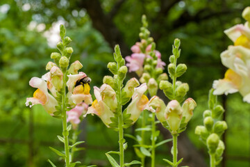 Bumblebee pollinating snapdragon blossoms. Bumble bee collecting pollen and nectar from snaps...