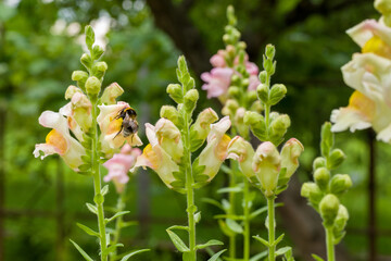 Bumblebee pollinating snapdragon blossoms. Bumble bee collecting pollen and nectar from snaps...