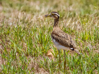 Double-striped Thick-knee - Hesperoburhinus bistriatus in Costa Rica
