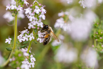 Honey Bee (Apis mellifera) pollinating blossoms. Bee collecting pollen and nectar from flowers.