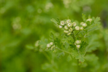 Tanacetum parthenium. Young Feverfew plants about to bloom. Used as a filler flower in cottage style bouquets.