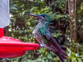 Green-crowned Brilliant - Heliodoxa jacula in Costa Rica
