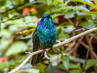 Lesser Violetear - Colibri cyanotus in Costa Rica