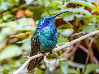 Lesser Violetear - Colibri cyanotus in Costa Rica