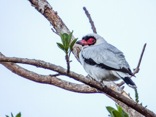 Masked Tityra - Tityra semifasciata in Costa Rica