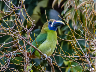 Northern Emerald-Toucanet - Aulacorhynchus prasinus