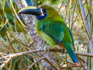 Northern Emerald-Toucanet - Aulacorhynchus prasinus