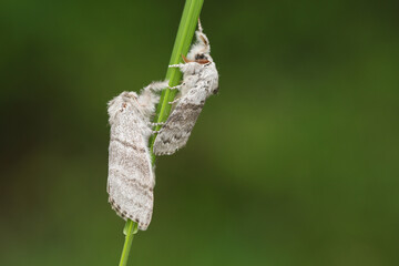 Pale Tussock Moths, Calliteara pudibunda, on a blade of grass.