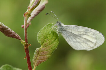 A Wood White Butterfly, Leptidea sinapis, resting on a plant leaf in woodland.