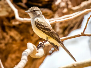 Northern Scrub-Flycatcher - Sublegatus arenarum in Costa Rica