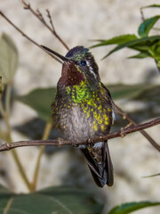 Purple-throated Mountain-gem - Lampornis calolaemus in Costa Rica
