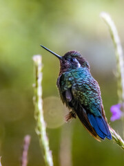 Purple-throated Mountain-gem - Lampornis calolaemus in Costa Rica