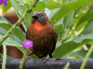 Red-throated Ant-Tanager - Habia fuscicauda in Costa Rica