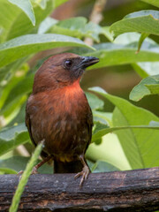 Red-throated Ant-Tanager - Habia fuscicauda in Costa Rica